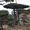 造型油松造型黑松