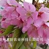 紅粉佳人1年生嫁接苗