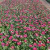 青州花卉三色堇报价、三色堇花卉种植基地