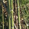 供应2到3公分湘妃竹