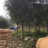 福建地区供应各种规格红皮榕