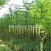 浙江嘉兴落羽杉价格20元/株