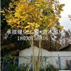 丛生无患子 成都基地直销