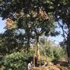 江苏香花槐批发/香花槐供应