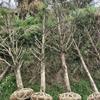红豆杉占地苗10公分12公分15公分处理 大量小苗3毛一颗