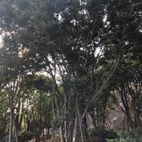 点击查看大图