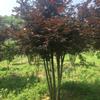 2-3 ִ۸ 8-30cm