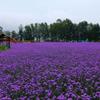 柳叶马鞭草花海、薰衣草花海种苗基地批发供应，花海专用苗木