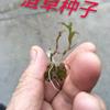 菹草种子 麦黄草种子