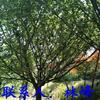 点击查看大图