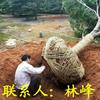点击查看大图