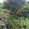 点击查看大图