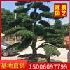 精品罗汉松批发处理 今年罗汉松价格怎么样