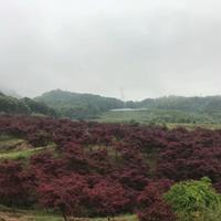 点击查看大图