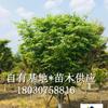 供應鸡爪槭  成都精品鸡爪槭种植基地、鸡爪槭行情、鸡爪槭照片
