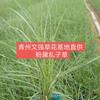 山东粉黛乱子草/山东草花批发/青州分带乱子草供应