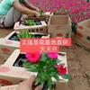 山东天天开草花价格/天天开市场行情哪里好/哪家便宜