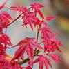 江西日本紅楓红舞姬供應商-日本紅楓一年生小苗