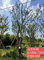 点击查看大图