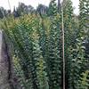 四川大红紫薇—紫薇条子—1.5米-2.5米大量批发—编制造型