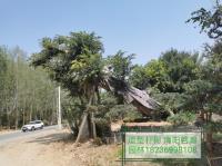 点击查看大图