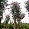 ޽ޱ޽ޱ۸50ּ޽ޱ