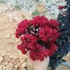 Ҷޱأޱ5ֳҶޱ