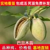 巴旦木桃树苗 美国大杏仁树苗 扁桃苗 坚果新品种桃苗基地直供