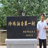 珍珠油杏苗杏树苗原产地嫁接杏树苗耐旱新品种大量批发水果树苗