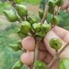 山西运城批发2年药用连翘苗