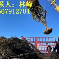 点击查看大图