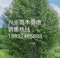 点击查看大图