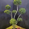多杆棒棒糖