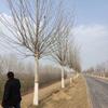 山东省常年供应法桐