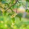 江苏[桂花]/江苏价格/报价