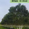 江苏供应女贞 规格齐全 价格实惠
