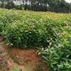 江西木荷杯苗基地 宜春木荷杯苗价格 哪里好/哪家便宜