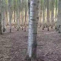 点击查看大图