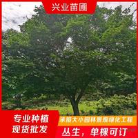 点击查看大图