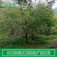 点击查看大图