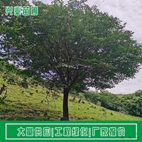 点击查看大图