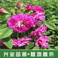 点击查看大图