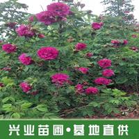 点击查看大图