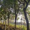 江苏榉树 镇江榉树 榉树工程苗 精品榉树 大规格榉树基地