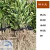 正宗桔子苗明日见，浙江优良柑橘苗批发，100株起批