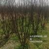 美国紫薇丛生1.5米冠幅