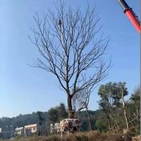 点击查看大图