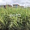 供应花叶芦竹产地 杭州旺竹苗圃基地 浙江花叶芦竹价格