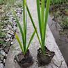 浙江供应水生鸢尾小杯 批发萧山本地水生鸢尾小杯苗 水生植物基地