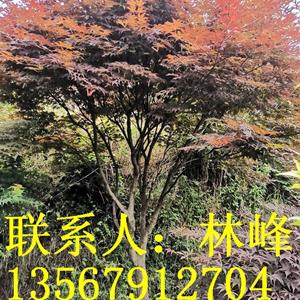点击查看大图